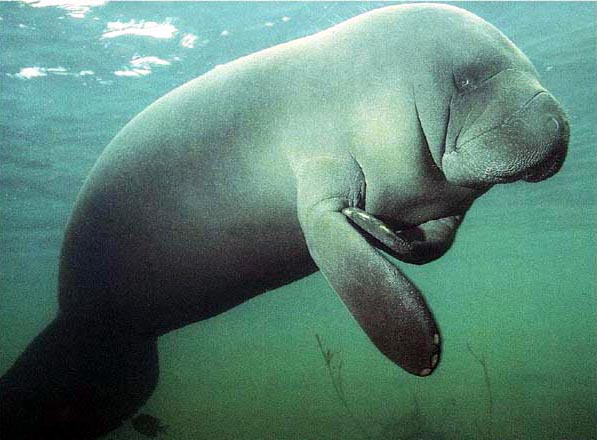  Images of Manatee , Pictures of Manatee , Manatee pictures to print